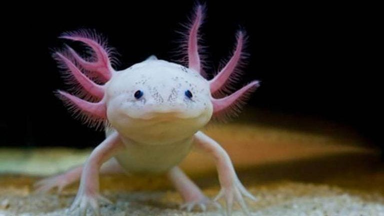Conoce 20 animales en peligro de extinción