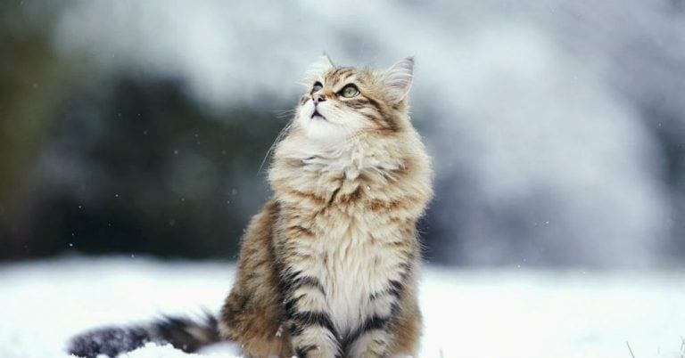 5 consejos para cuidar a tu gato en invierno