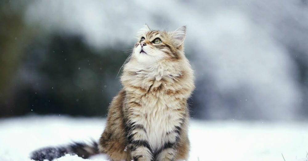 1530105568 archive 1 portada2