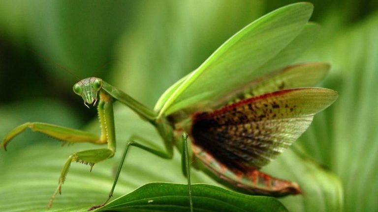Los tipos de mantis religiosas más increíbles