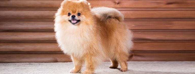 Razas de perros pequeños y sus características