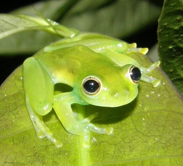 5 Curiosos animales del amazonas