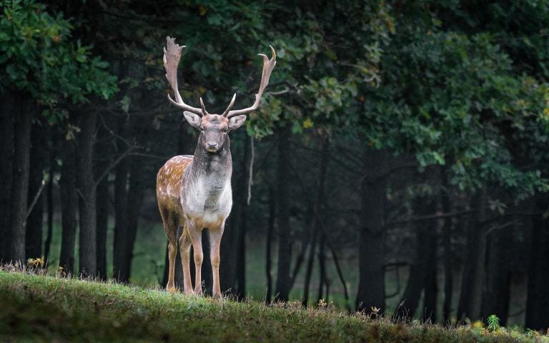 Venganza animal: ciervo mata a cazador que le disparó