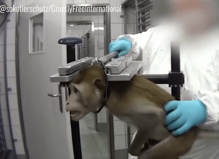 Experimento en animales: el vídeo impactante de una asociación animal Alemana