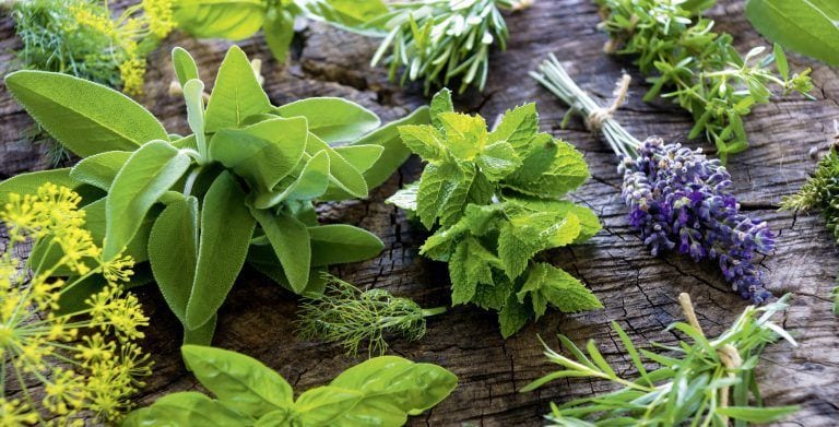 Las mejores plantas aromáticas: características y beneficios