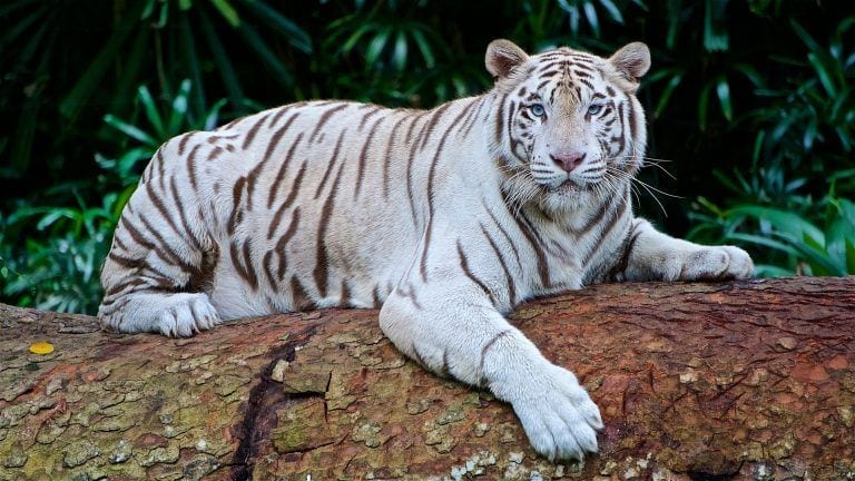 Tigre blanco: la joya de la familia de los felinos