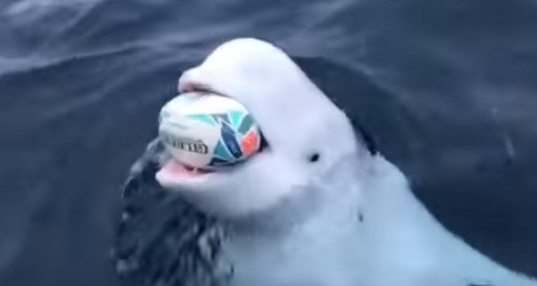 Ni Springbok ni Wallabie: ¡una beluga juega al rugby mejor que cualquier animal!