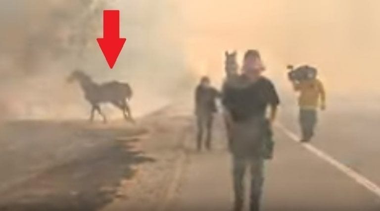 Mira al caballo más valiente: enfrenta incendio voraz para salvar a su familia
