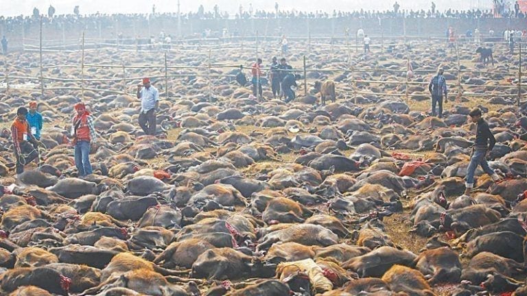 Alarma: todos en alerta para evitar la matanza de animales en el Festival Gadhimai