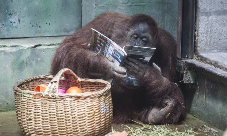 La triste historia de Sandra, la orangutana “persona” que tuvo un final feliz