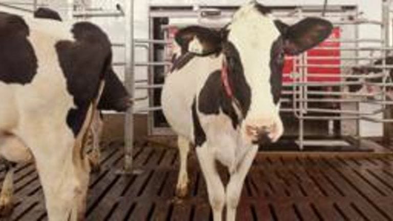 Vacas flotantes: una idea para tener leche sostenible