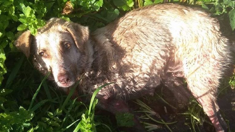 Todos los animalistas contra  el cazador de Chantada