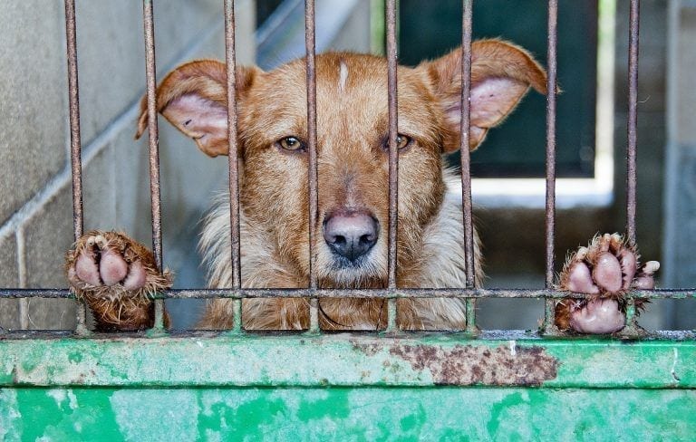 No hay que regalar mascotas en Navidad, pues terminarán abandonadas