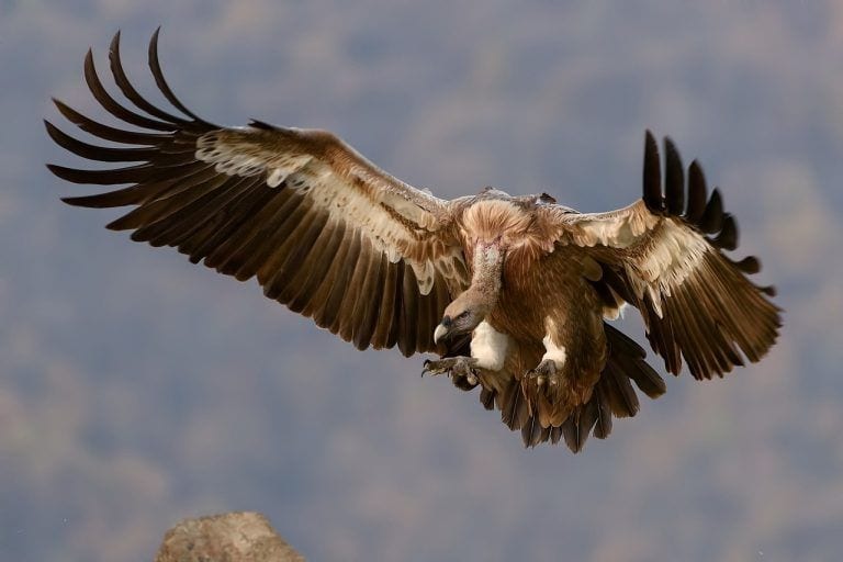 Envenenados en Zimbabue 50 animales en peligro de extinción