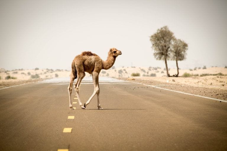 Decretan asesinar a balazos a 10.000 camellos en Australia por los incendios
