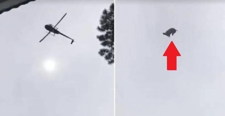 Indignación total: lanzamiento de un cerdo desde un helicóptero hacia una piscina