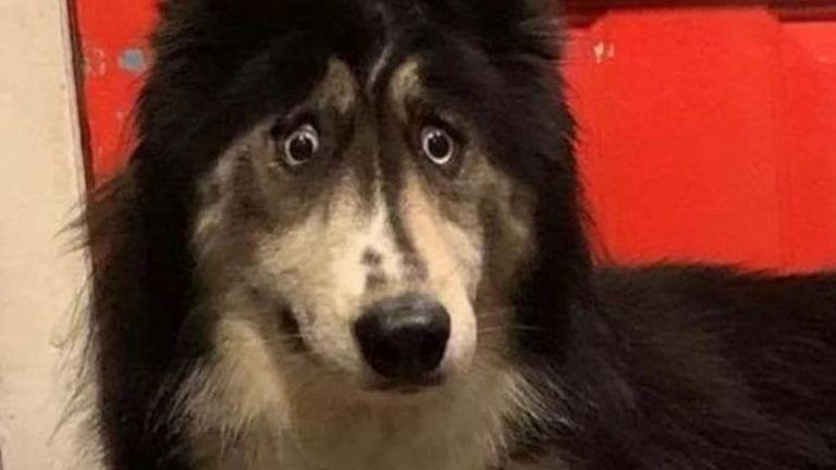 La conmovedora historia de Jubilee, la perra husky de peculiar mirada