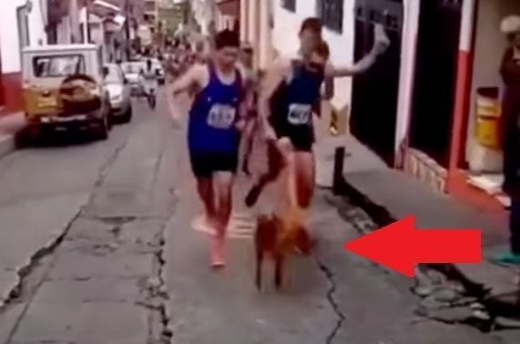 maratonistapateaperro