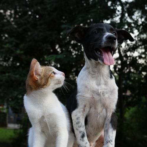 coronavirus en perros y gatos