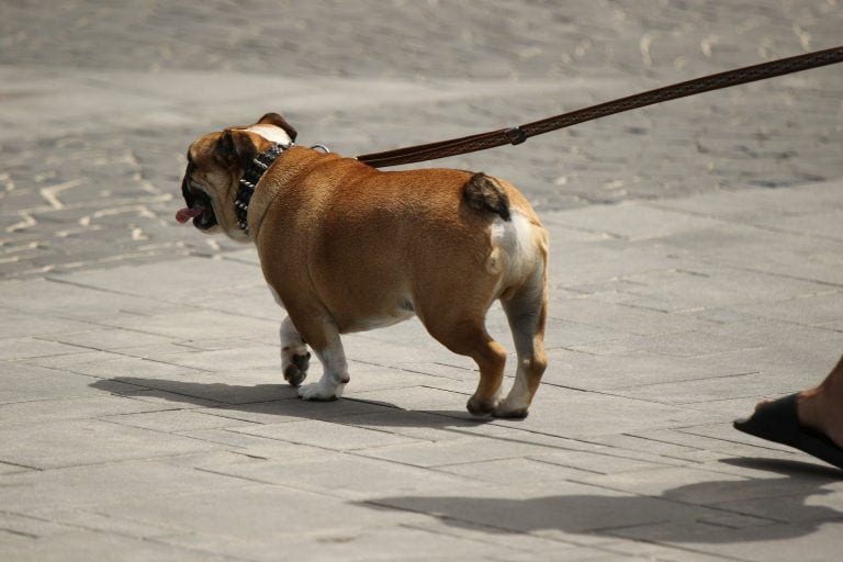 La mejores soluciones online para mascotas en tiempos de coronavirus