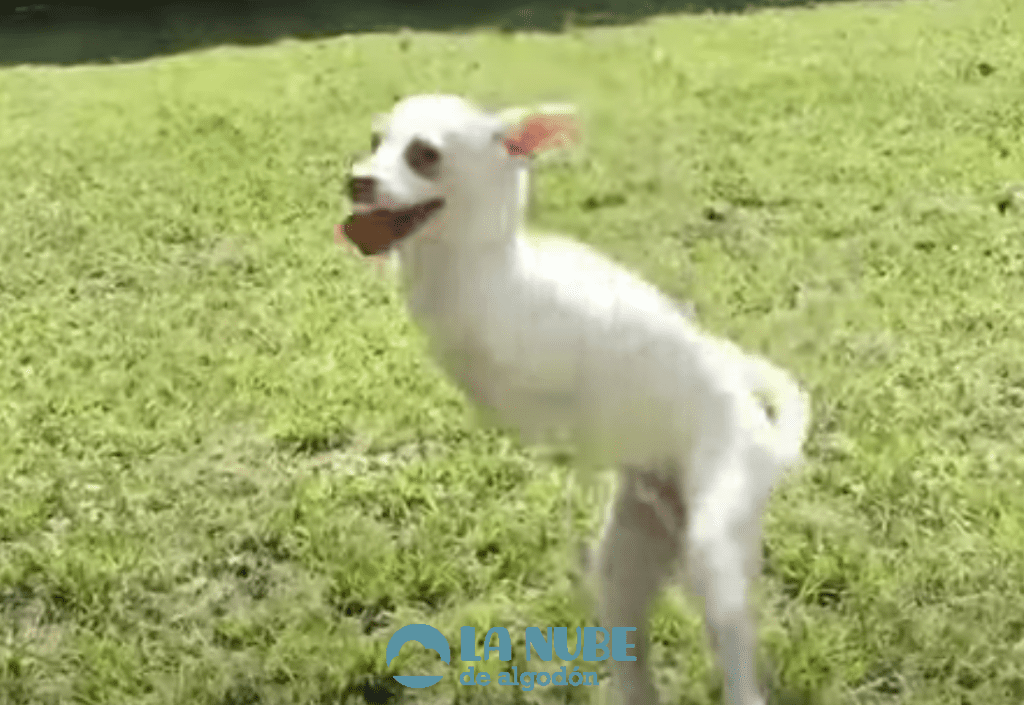 perro e1591553578147