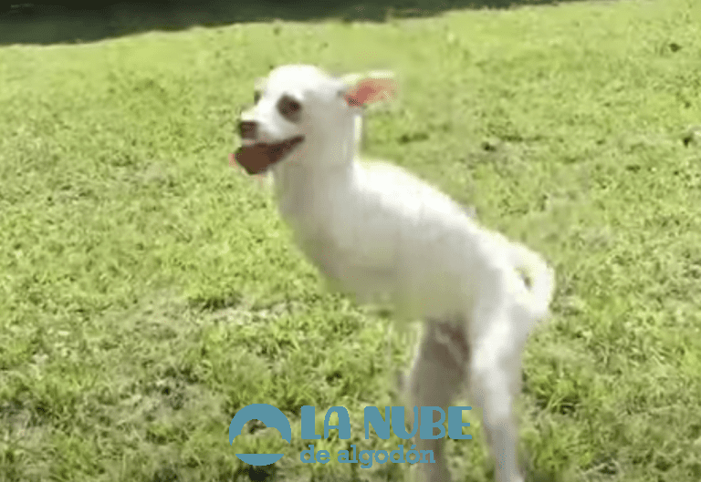 Le faltan dos patas pero a este cachorro le sobran las ganas de correr y ser feliz
