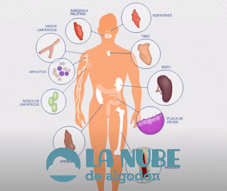 sistema imunologica portada