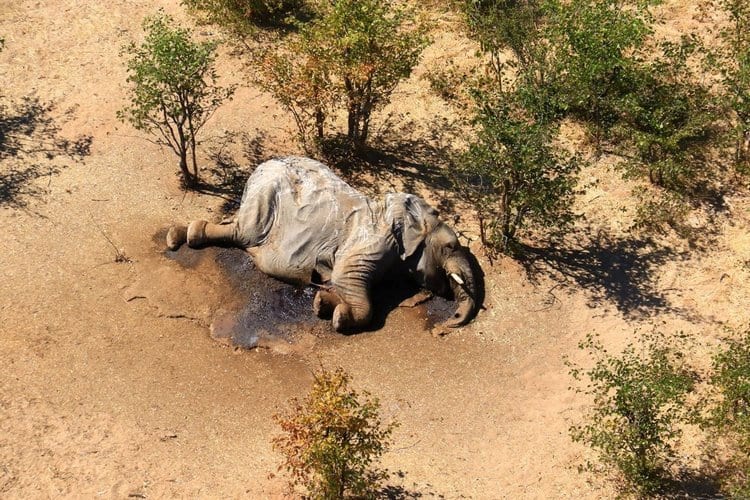 Cientos de elefantes mueren de forma repentina y sin signos de violencia