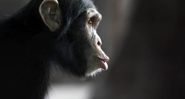 El animal que dio origen al ser humano el mono