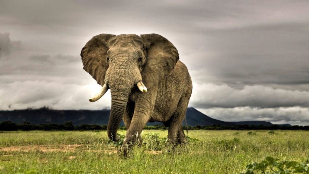 El gigante de la selva el elefante scaled