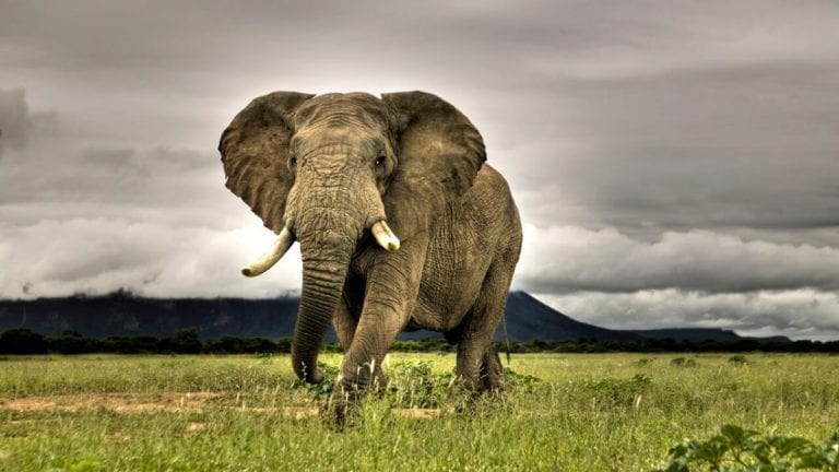 El gigante de la selva: el elefante
