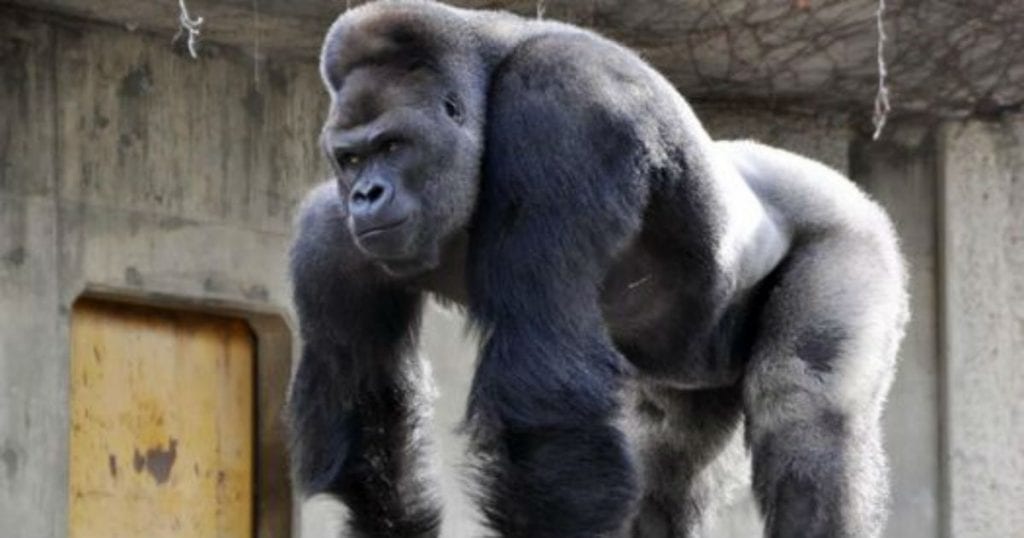 El mundo de los gorilas scaled