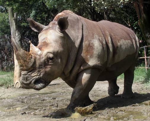 Las maravillas de un animal majestuoso el rinoceronte