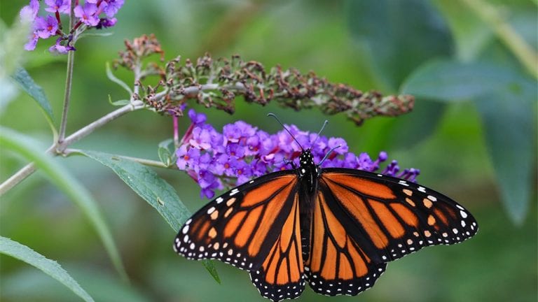 Las mariposas, las reinas indiscutibles de los jardines