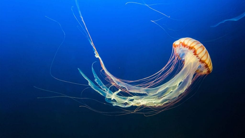 Las misteriosas y fascinantes medusas scaled