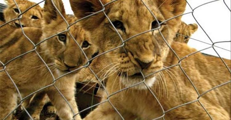Leones criados para morir a manos de turistas