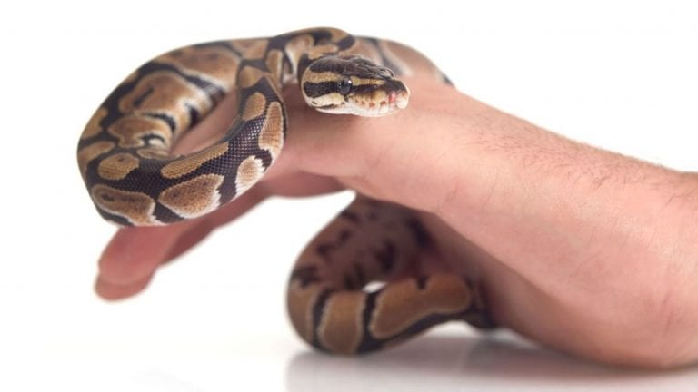 3460 especies de serpientes existen en toda la tierra