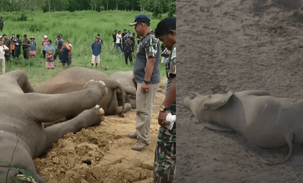 elefante muerte