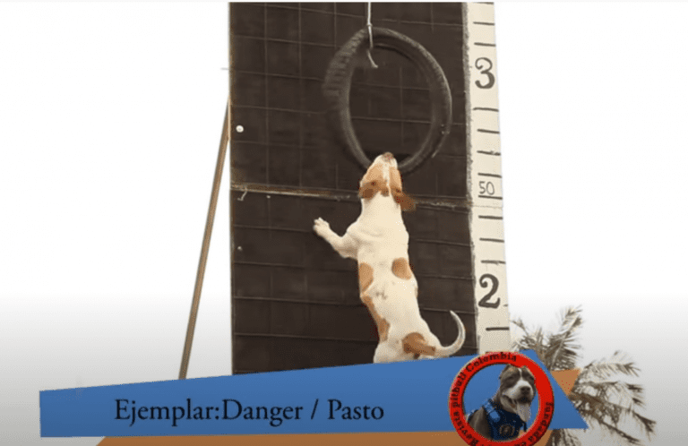 Mujer herida grave tras el ataque de varios perros