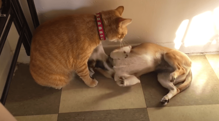 perro y gato portada