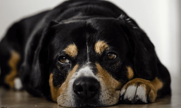 perro comida portada