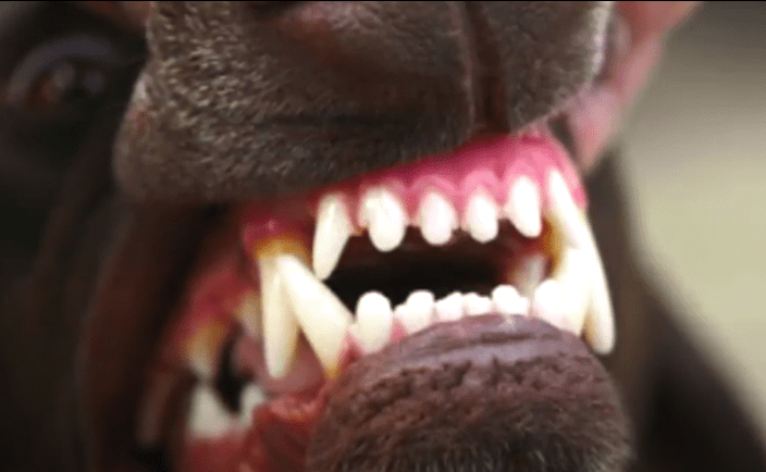 perro dientes portaqda