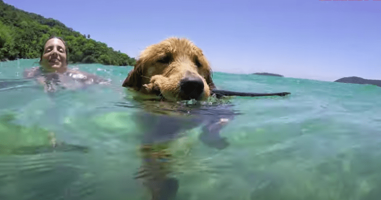 perro nadando portada