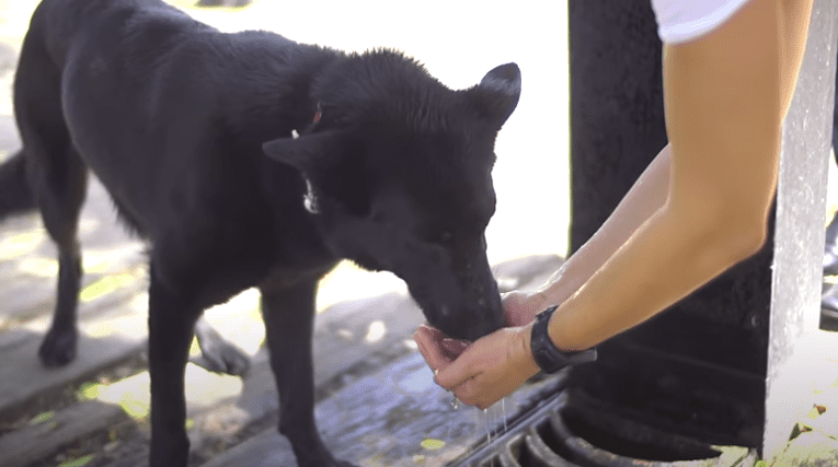 perro verano portada