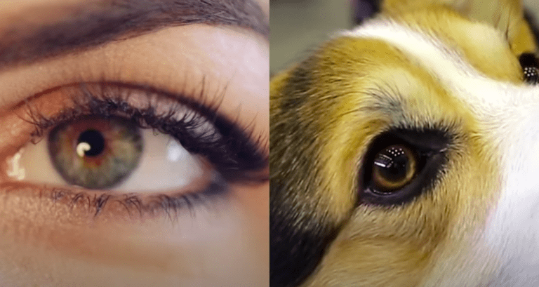 ¿Cómo ven los perros?