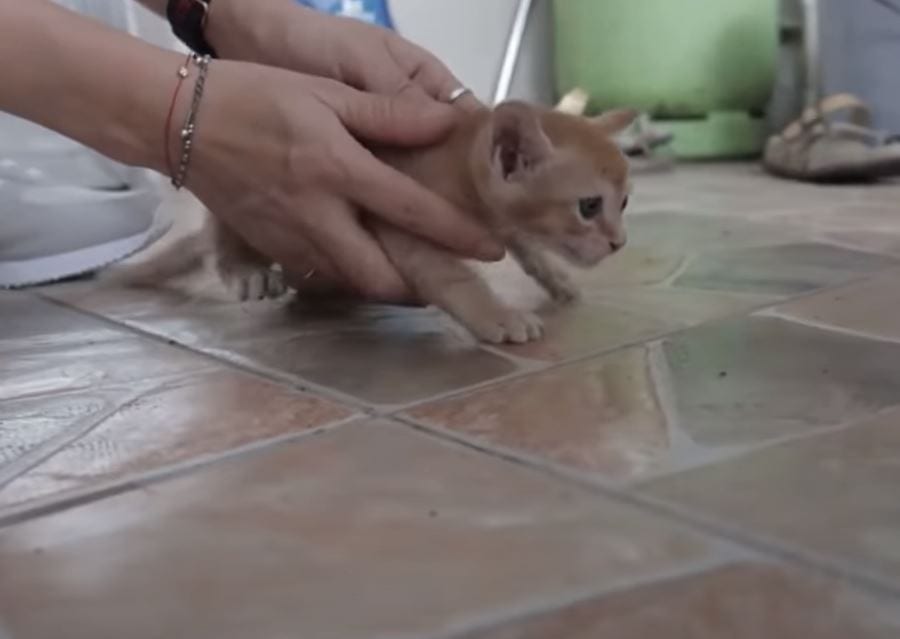 gatito bebe