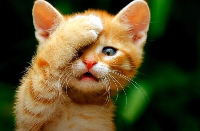 Ailurofobia: Miedo a los Gatos