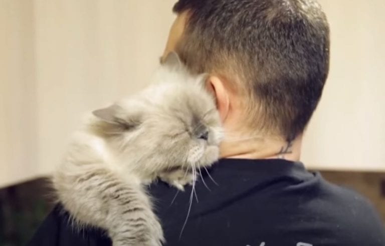 6 Beneficios de tener un gato en casa
