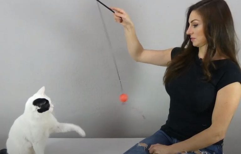 Cómo adiestrar a un gato