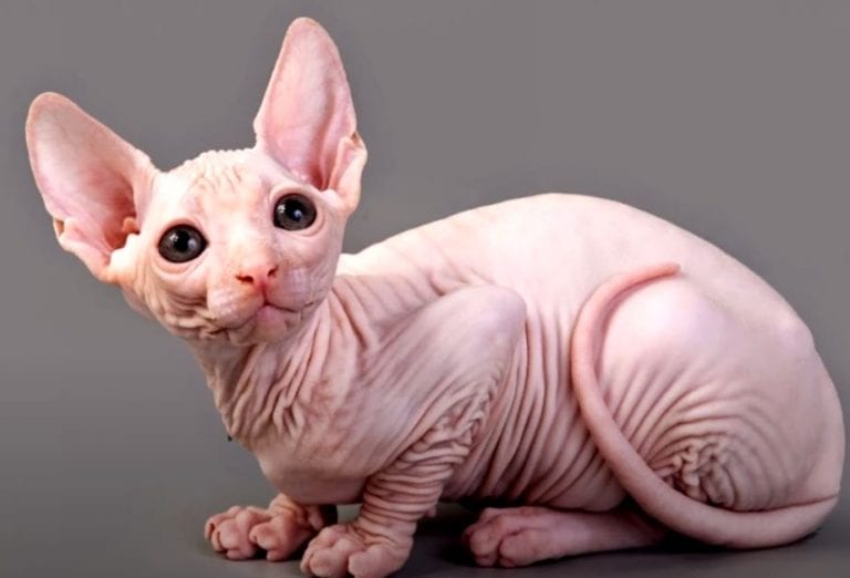 Afecciones de la piel del Gato Esfinge